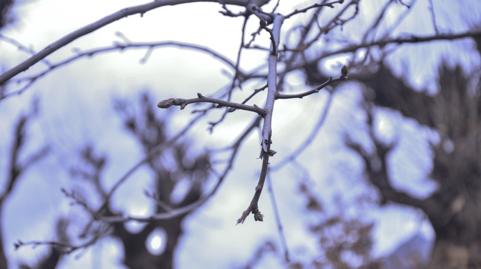 trees, depth of field, twigs, nature