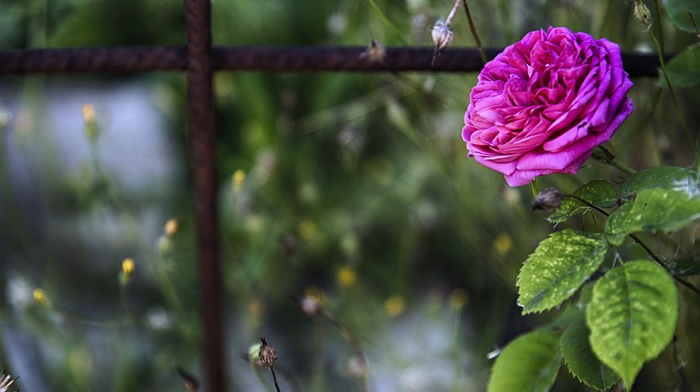 flowers, blurred, closeup, pink