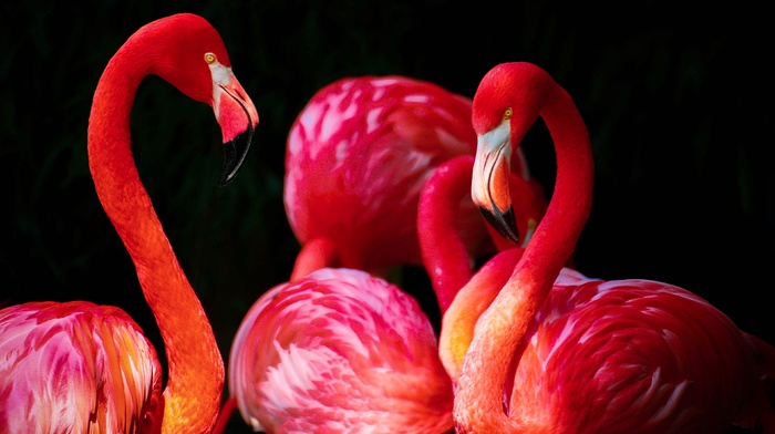 flamingos, animals, birds