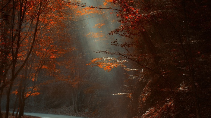 road, forest, fall, nature, sun rays, trees, landscape, red, morning, leaves, sunlight