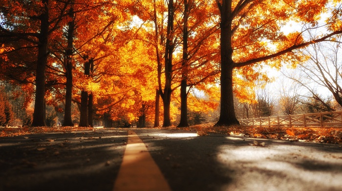 road, fall, trees