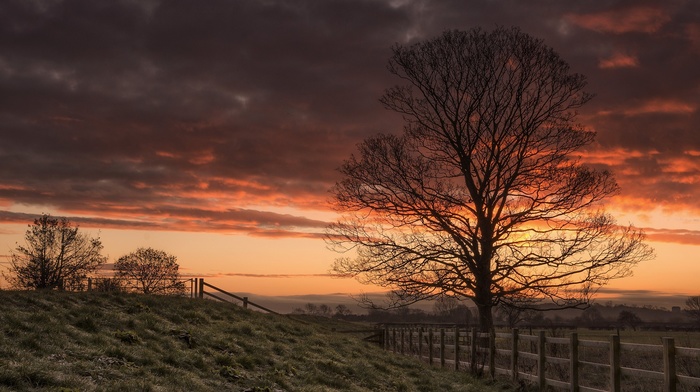 trees, nature, landscape