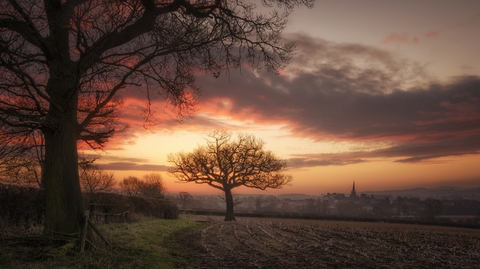 landscape, trees, nature