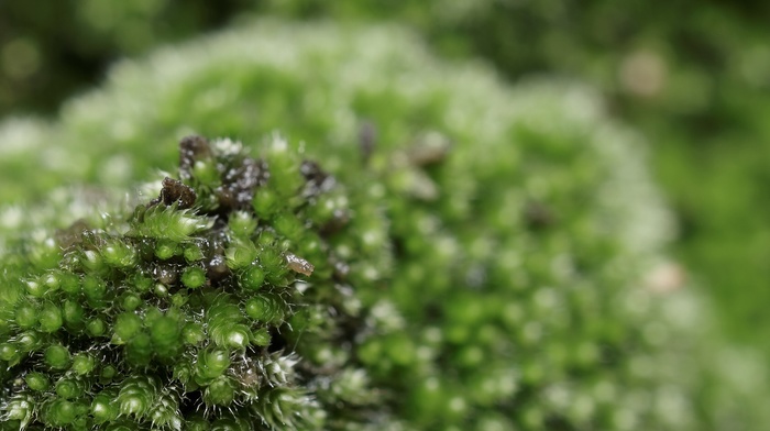 moss, macro, nature, green