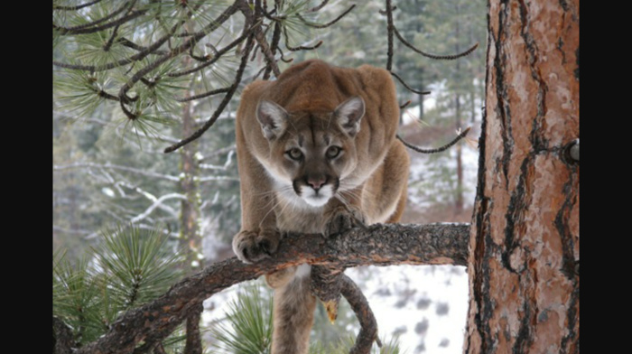 cougar