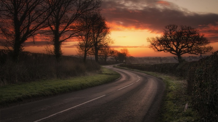 trees, sunlight, road