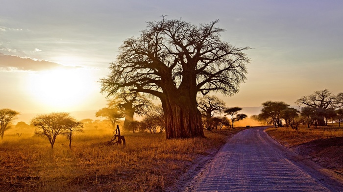 shrubs, sunset, landscape, Africa, baobab trees, dry grass, sunlight, Tanzania, nature, dirt road
