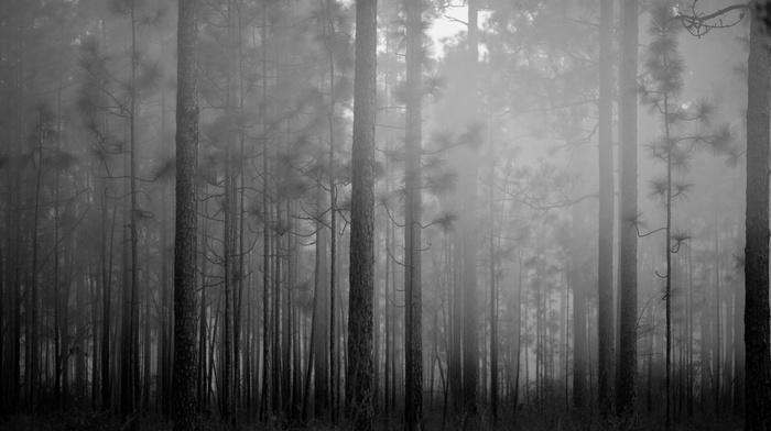 forest, grass, mist, monochrome, trees