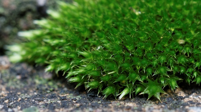 macro, nature, green, moss