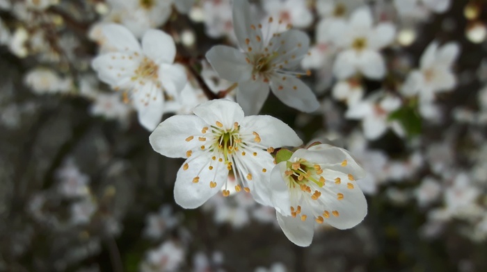 flowers, nature