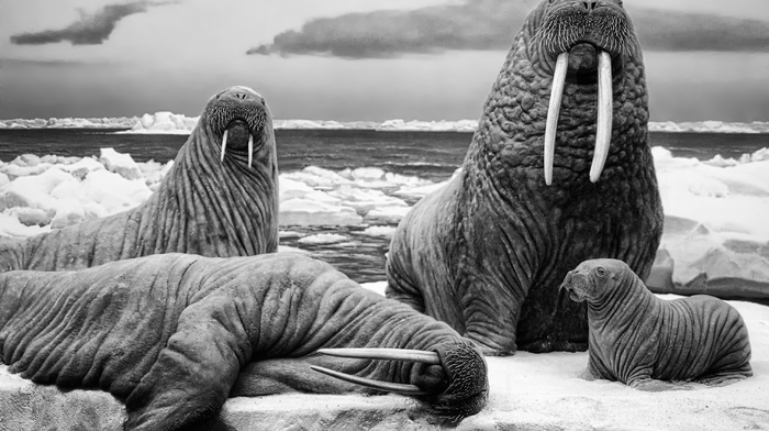 walruses, monochrome