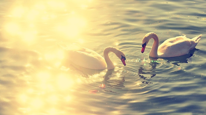 reflection, swan, couple, lake