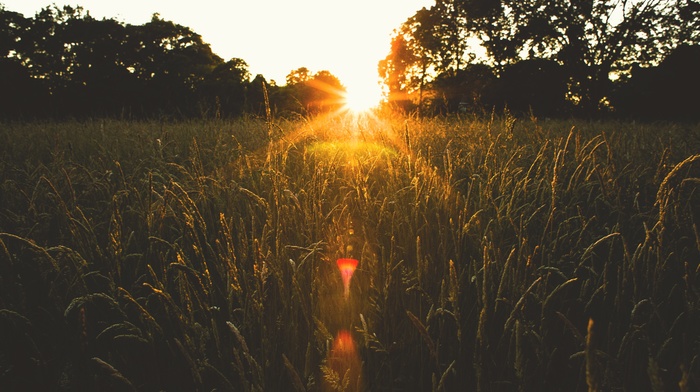 plants, landscape