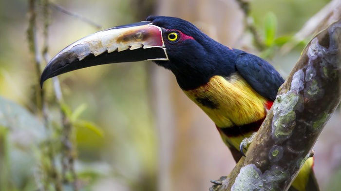 animals, birds, toucans