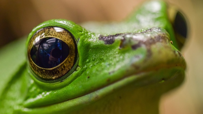 eyes, macro, animals, amphibian, frog