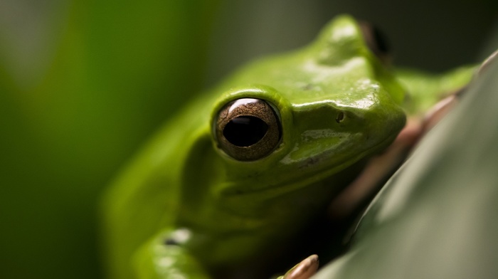 frog, macro, amphibian, animals