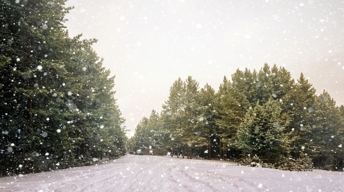 trees, landscape, snow