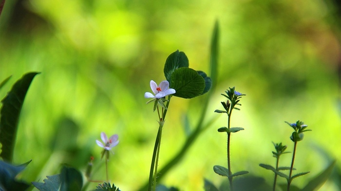 flowers