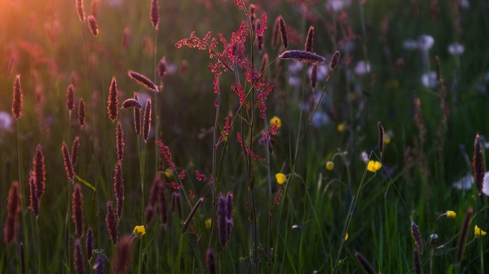 flowers, nature