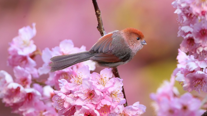 animals, flowers, pink flowers, birds