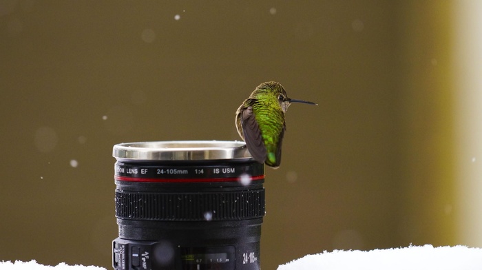lens, birds, snow, macro, hummingbirds