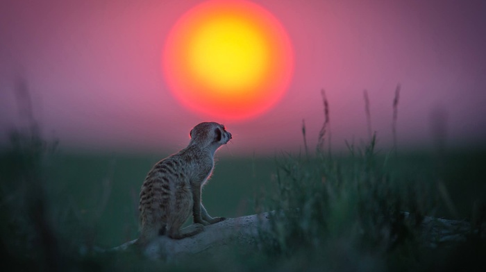 meerkats, animals, Sun, depth of field