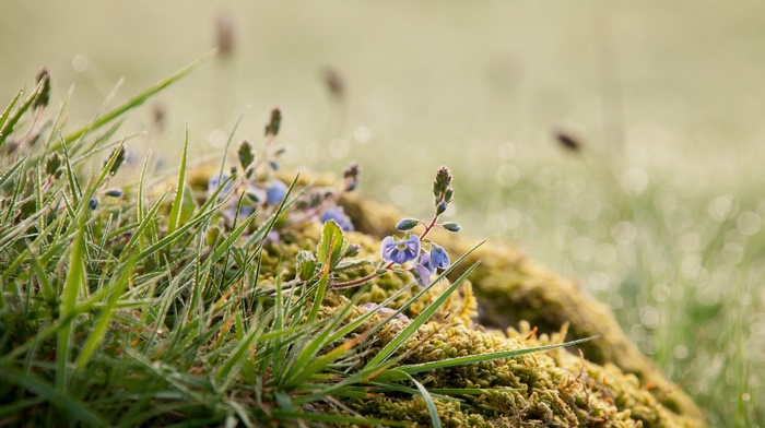 blue flowers, plants, nature, macro, moss, frost