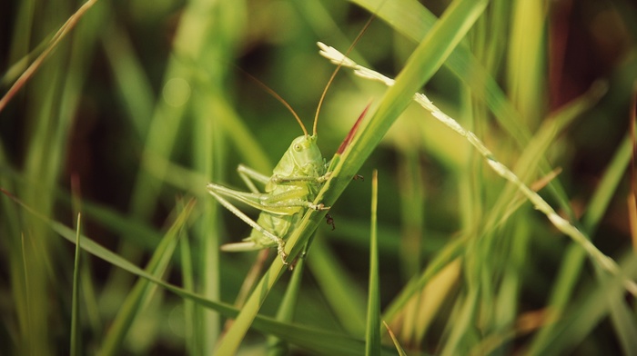 grass, insect, grasshopper