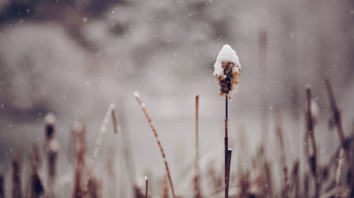 snow, plants, depth of field