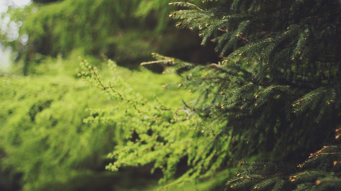 depth of field, plants, trees, nature