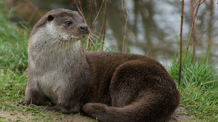 otters