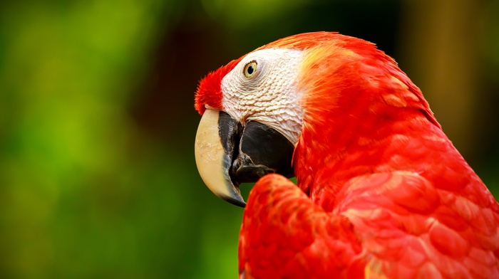 birds, animals, macaws, parrot
