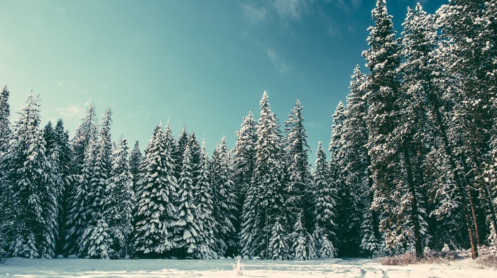 nature, pine trees, snow