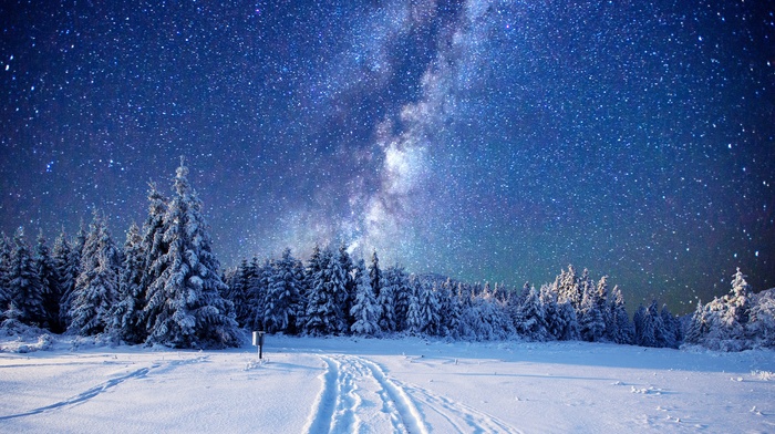 pine trees, snow, stars, landscape