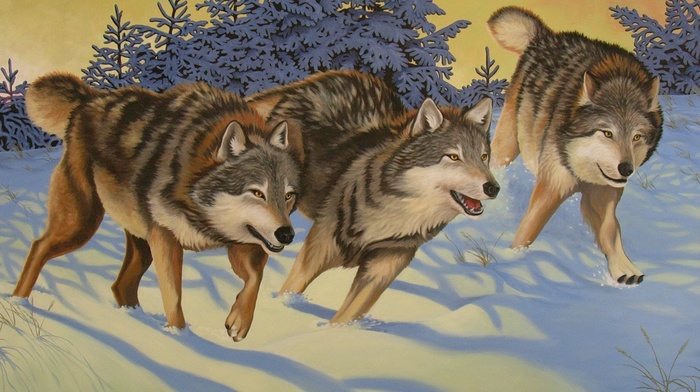 furry, wolf, animals