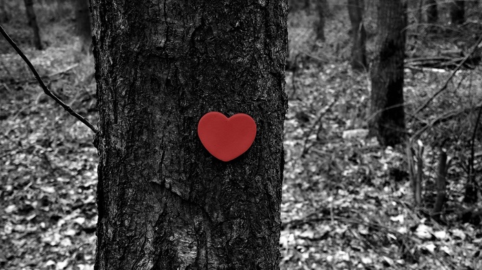 heart, trees, fall, winter, love, forest