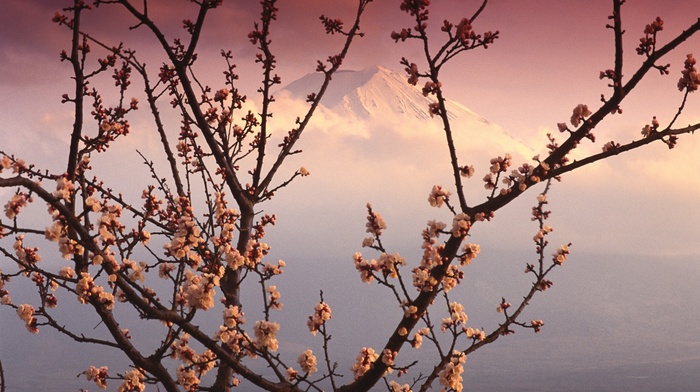 cherry trees, Japan