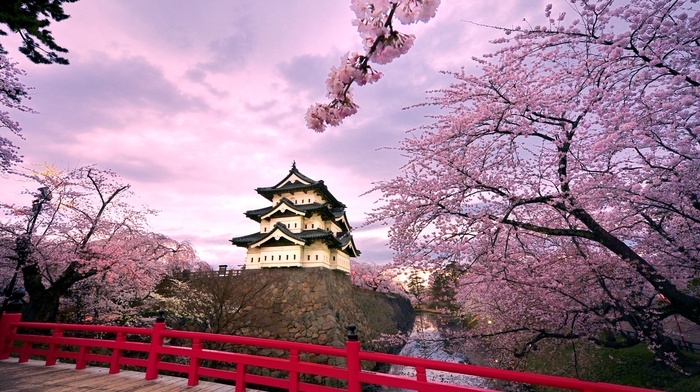 Japan, temple, cherry trees