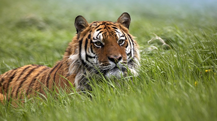 nature, tiger