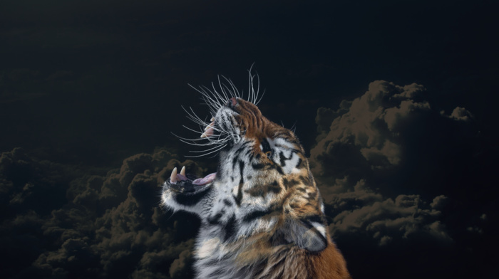 clouds, animals, sky, big cats, tiger