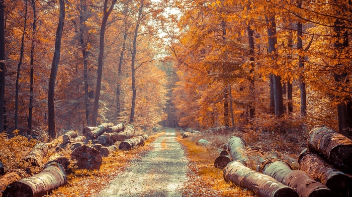 fall, road, log, forest