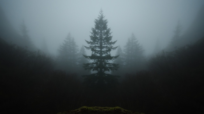 landscape, mist, nature, symmetry, trees