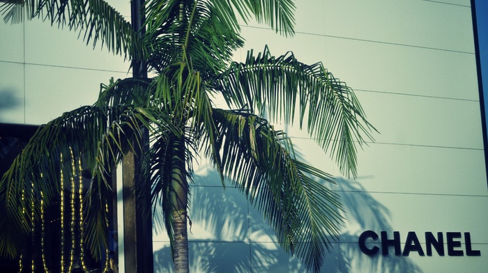 logo, Chanel, palm trees