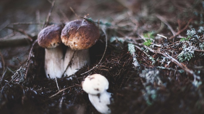 nature, blurred, tilt shift, mushroom, macro, closeup