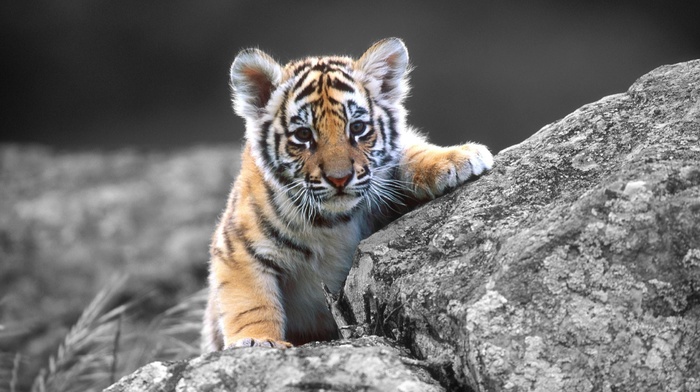 tiger, animals, baby animals