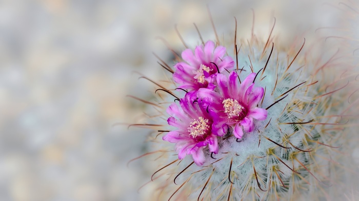 cactus, pink flowers, flowers, plants