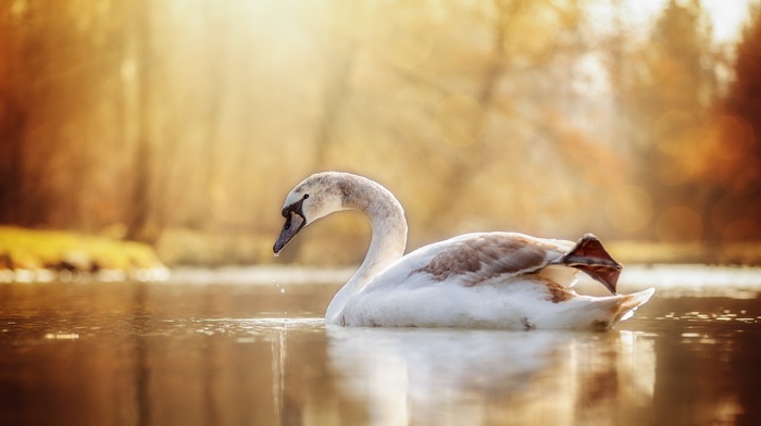 swan, birds, water, animals