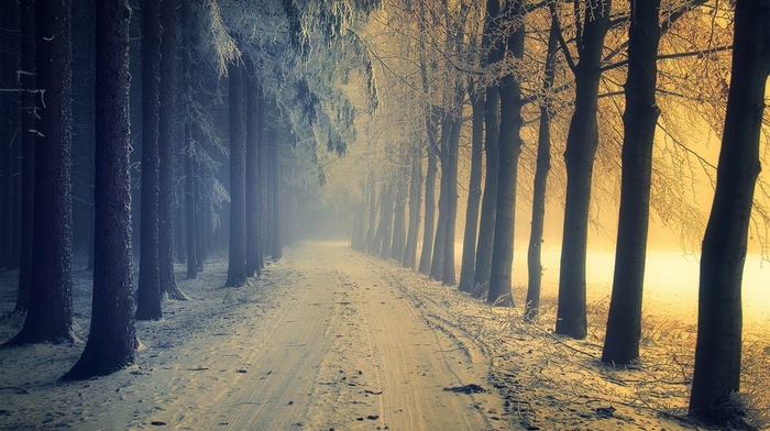 cold, sunlight, forest, dirt road, winter, trees, snow, mist, landscape, nature