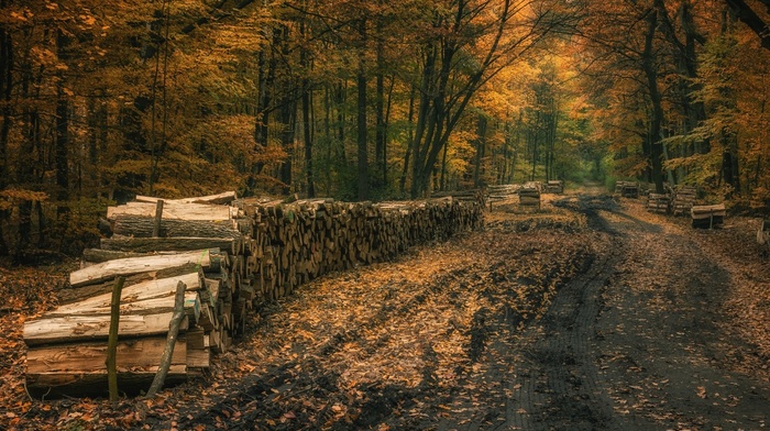 fall, trees, forest, dirt road, leaves, firewood, nature, Poland, landscape