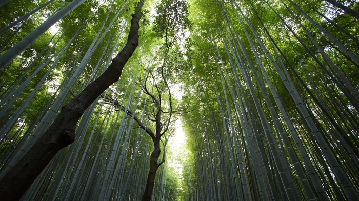 plants, forest, nature, bamboo